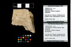 Foto (Objekt + Etikett) von Cracensigillatus acutirostris (Moericke, 1889)  (NHMW-GEO-1990-0041-0736)